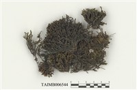 藏品(裂齒苔屬)的圖片